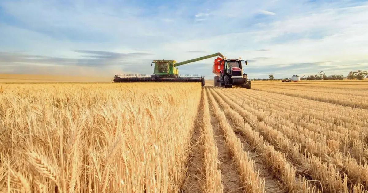 Wheat Futures Fall Sharply as Export Sales Hit Marketing-Year Low