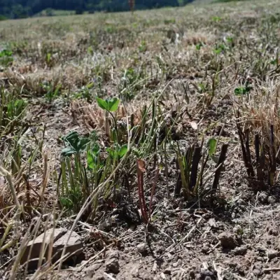 French Heat Wave Slashes Corn Output, Kills Poultry