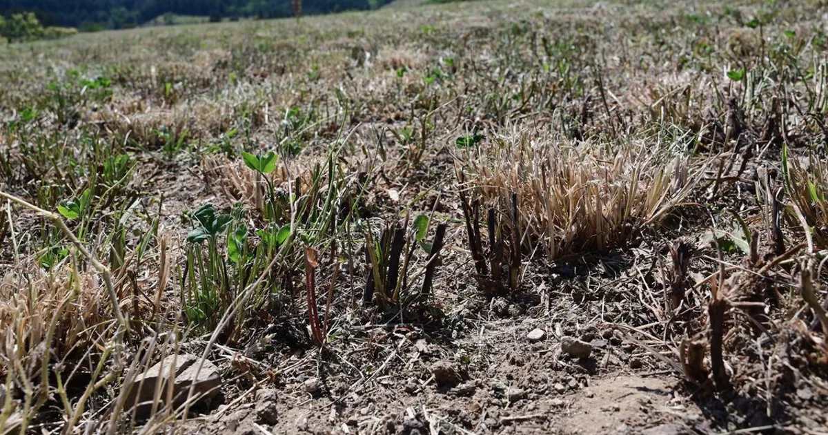 French Heat Wave Slashes Corn Output, Kills Poultry
