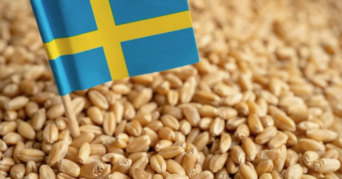 Sweden grain output seen falling as winter wheat suffers damage