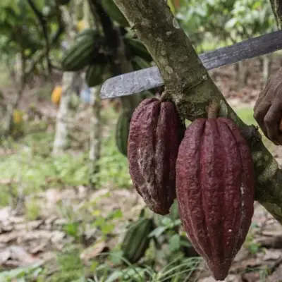 Colheita de cacau na Costa do Marfim pode cair 20% com baixa contagem de vagens