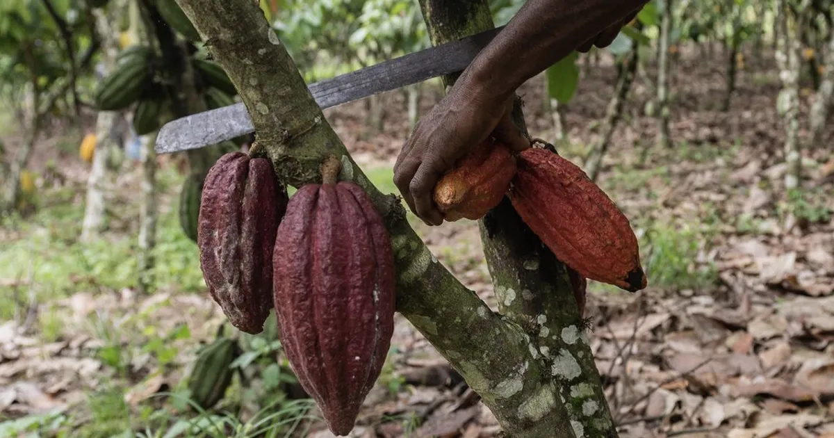 Colheita de cacau na Costa do Marfim pode cair 20% com baixa contagem de vagens