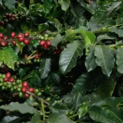 Chinese Fungus Fermentation Boosts Coffee to Specialty Grade