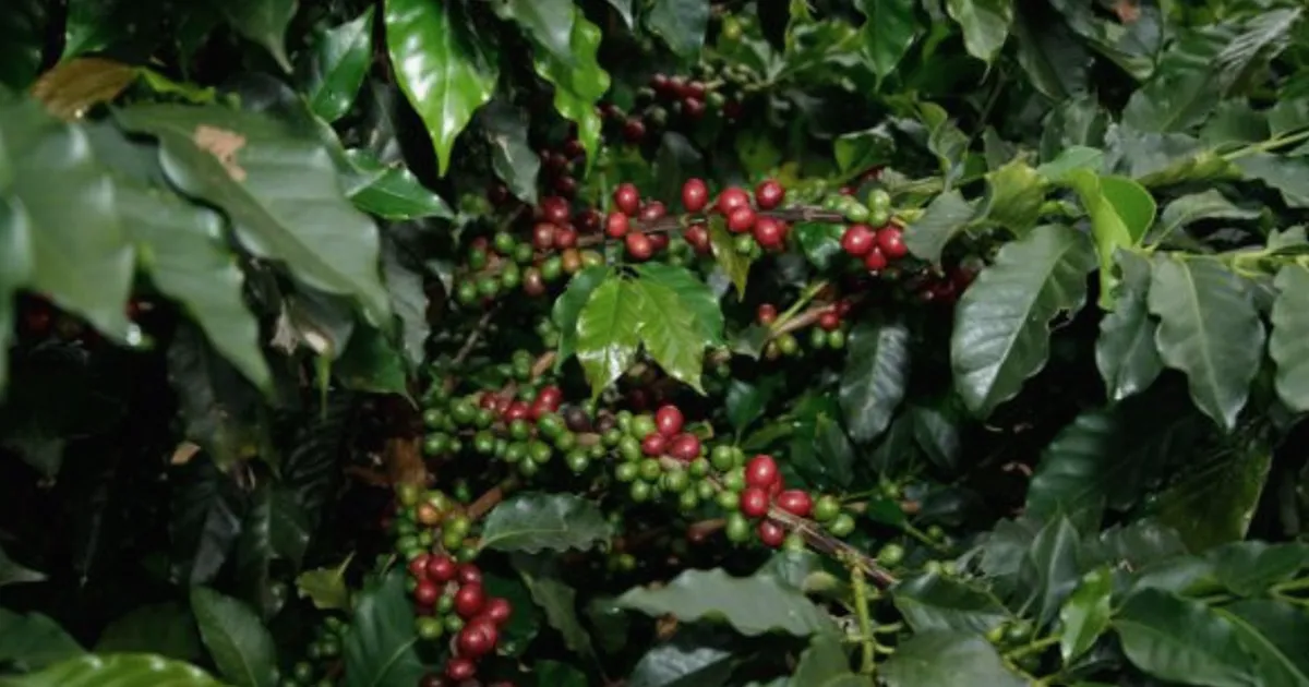 Chinese Fungus Fermentation Boosts Coffee to Specialty Grade