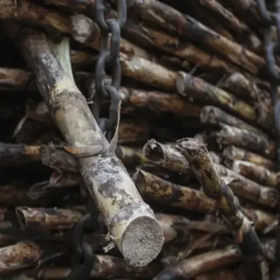 IDC, Vision Group Near Deal to Rescue Tongaat Hulett Sugar Mills