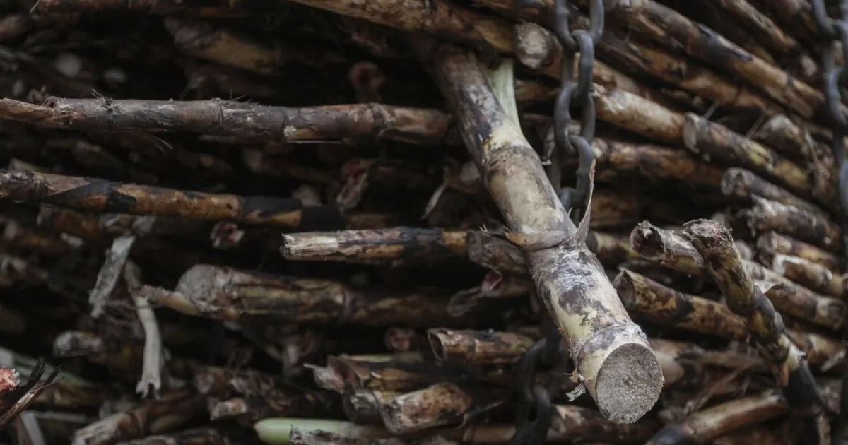 IDC, Vision Group Near Deal to Rescue Tongaat Hulett Sugar Mills