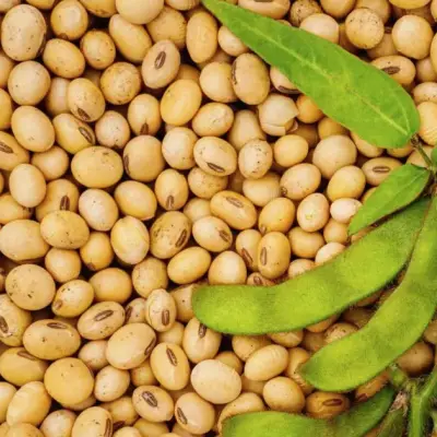 Bartlett and SRSP merge soybean crush operations