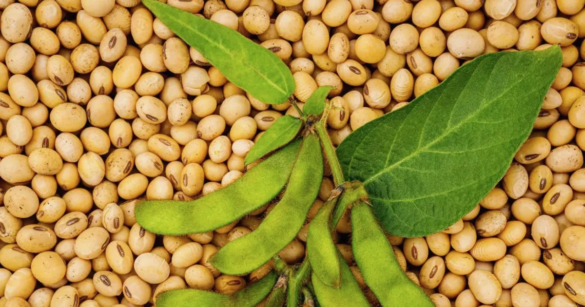 Bartlett and SRSP merge soybean crush operations