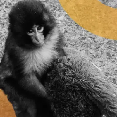 Americanos presos no Japão por invadirem zoológico para promover meme coin