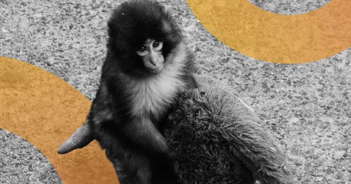 Estadounidenses arrestados en Japón por allanar zoológico para promocionar meme coin
