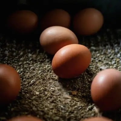 Cal-Maine and Egg Suppliers Near Settlement in DOJ Price-Fixing Probe