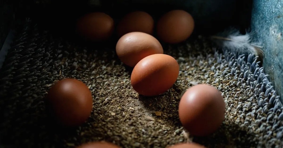 Cal-Maine and Egg Suppliers Near Settlement in DOJ Price-Fixing Probe