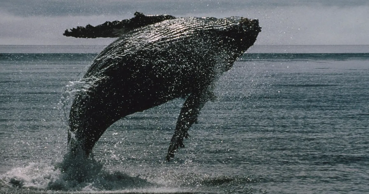 Bitcoin Whales Bought $16.7B in BTC as ETFs Saw Record $4B Outflows