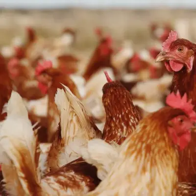 Inghams Shares Tumble 14% on H5N1 Farm Lockdown in Western Australia