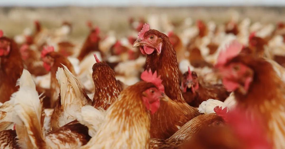 Inghams Shares Tumble 14% on H5N1 Farm Lockdown in Western Australia