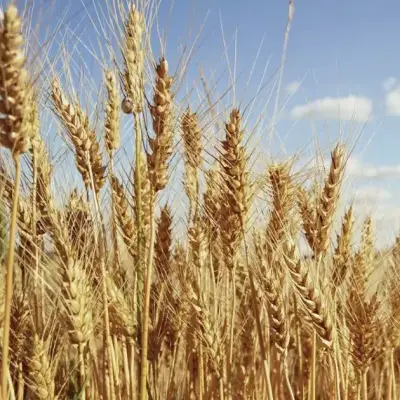 Canadian farmers cut wheat acres, boost canola to record high