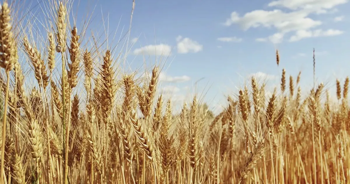 Canadian farmers cut wheat acres, boost canola to record high