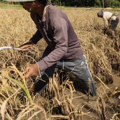 Rice Prices Hit One-Year High on Crop Worries