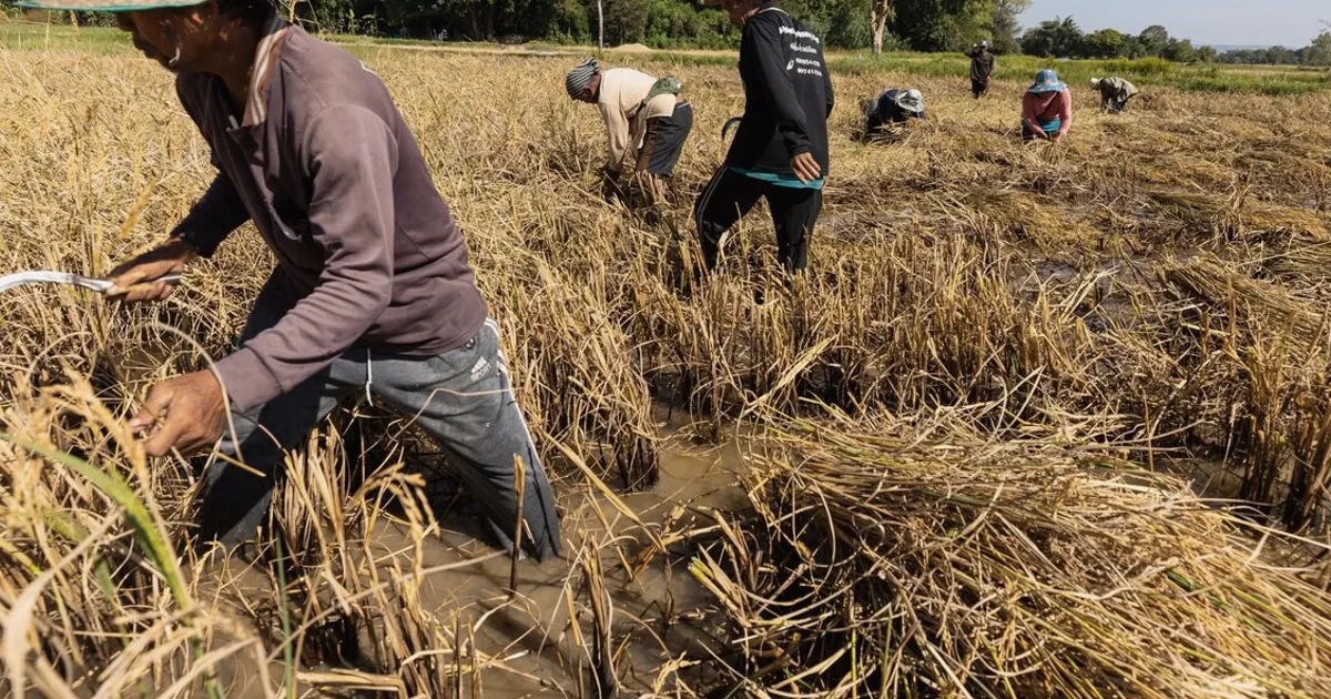 Rice Prices Hit One-Year High on Crop Worries