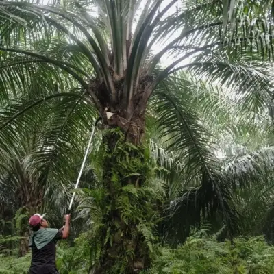 Palm Oil Posts Biggest Drop in a Month as Crude Erases War Gains
