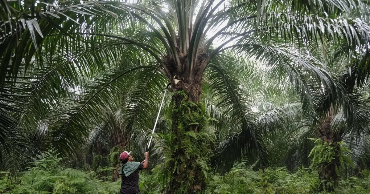 Palm Oil Posts Biggest Drop in a Month as Crude Erases War Gains