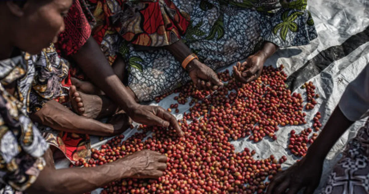 Best of Congo Cooperatives Returns with 34 Traceable Coffee Lots