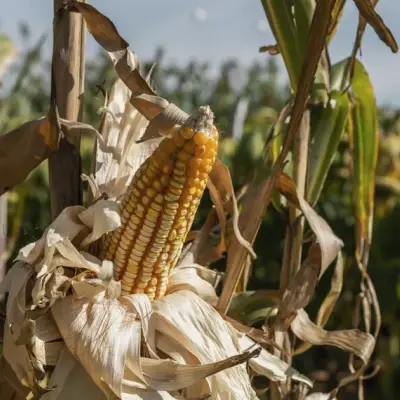 Hedge Fund Seeks $500 Million to Trade El Niño Crop Risks