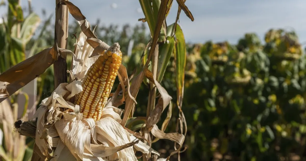 Hedge Fund Seeks $500 Million to Trade El Niño Crop Risks