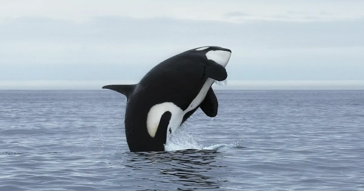 Le DEX Solana Orca lance des pools autorisés pour les actifs tokenisés du monde réel